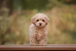 Maltipoo