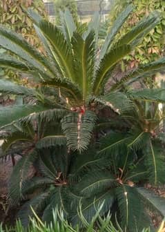 cycas