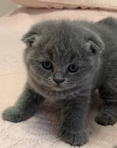 Scottish Fold Kittens Availbale