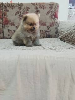 Pomeranian