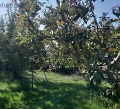 Land Planted with Fruit APPLE TREES in Tarchich with Mountain View
