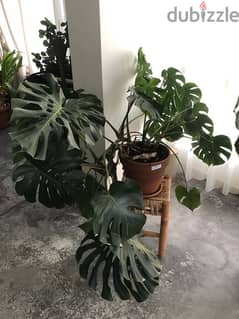 Monstera Deliciosa