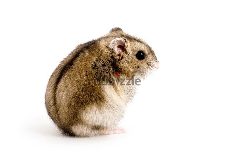 dwarf hamster هامستر الروسي 0