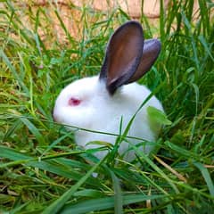 ارانب كاليفورنيا californian rabbits