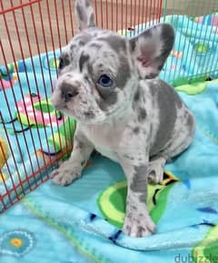 Frensh bulldog merle pup rare color