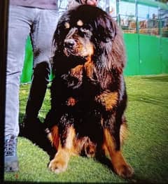 stud male Tibetian mastiff 4 years old unique