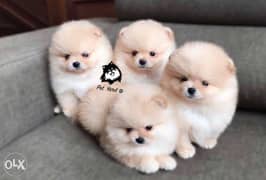 Pomeranian Excellent Quality