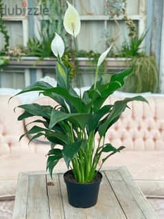 زنبق السلام Peace Lily