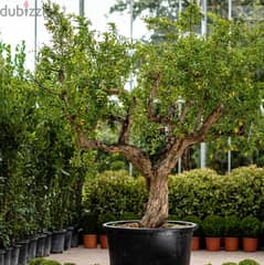 Italian Pomegranate Old Trees