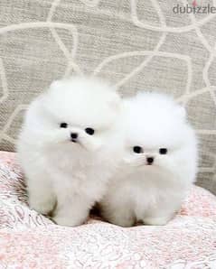 POMERANIAN PUPPIES FOR ADOPTION