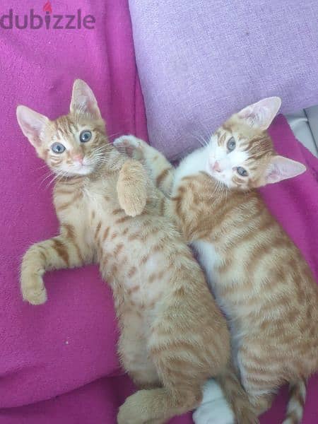 2 kittens 1