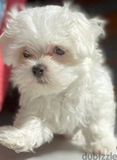 bichon