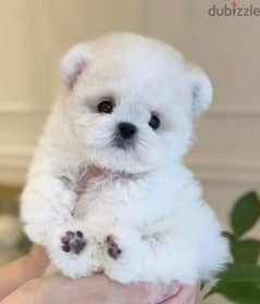 bichon