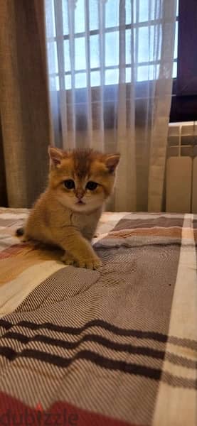 kitten golden chinchilla 1