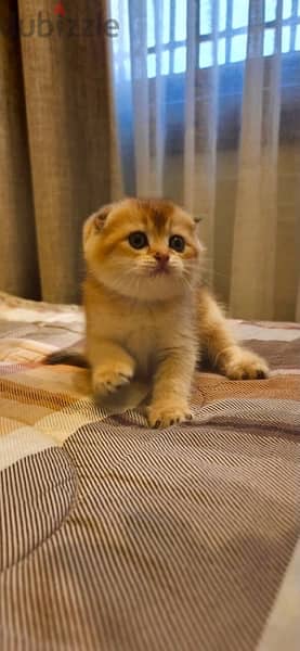 kitten golden chinchilla 3