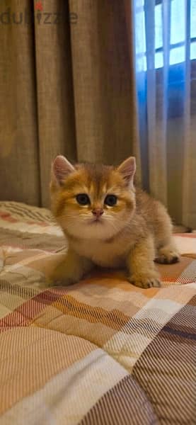 kitten golden chinchilla 4