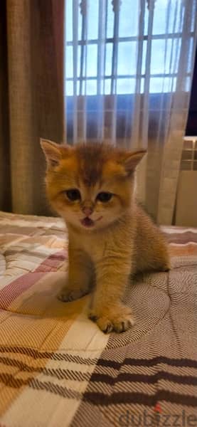 kitten golden chinchilla 5
