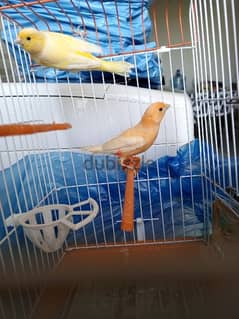 طيور جنة وطيور الكنار canary bird 0