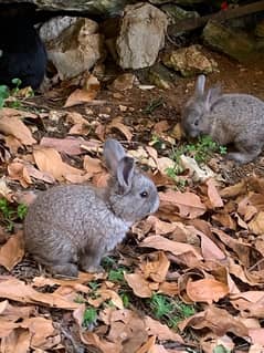fluffy rabbits 2 months 0