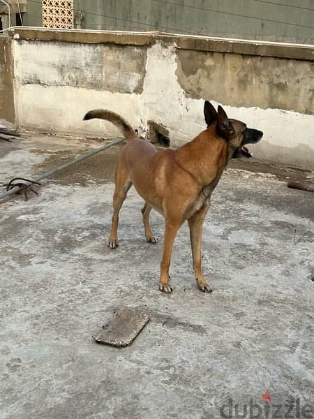 malinois male and female 2