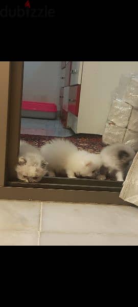 kittens for sale 120$ male and female 1