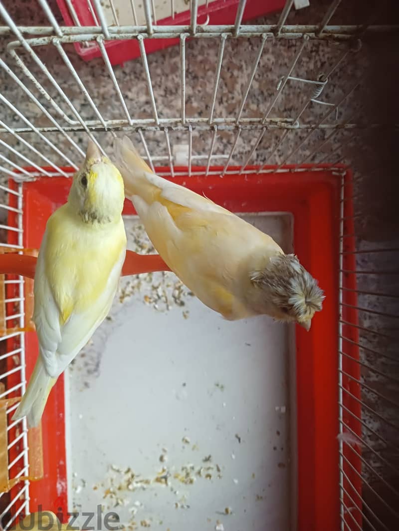 Canaries for sale 3