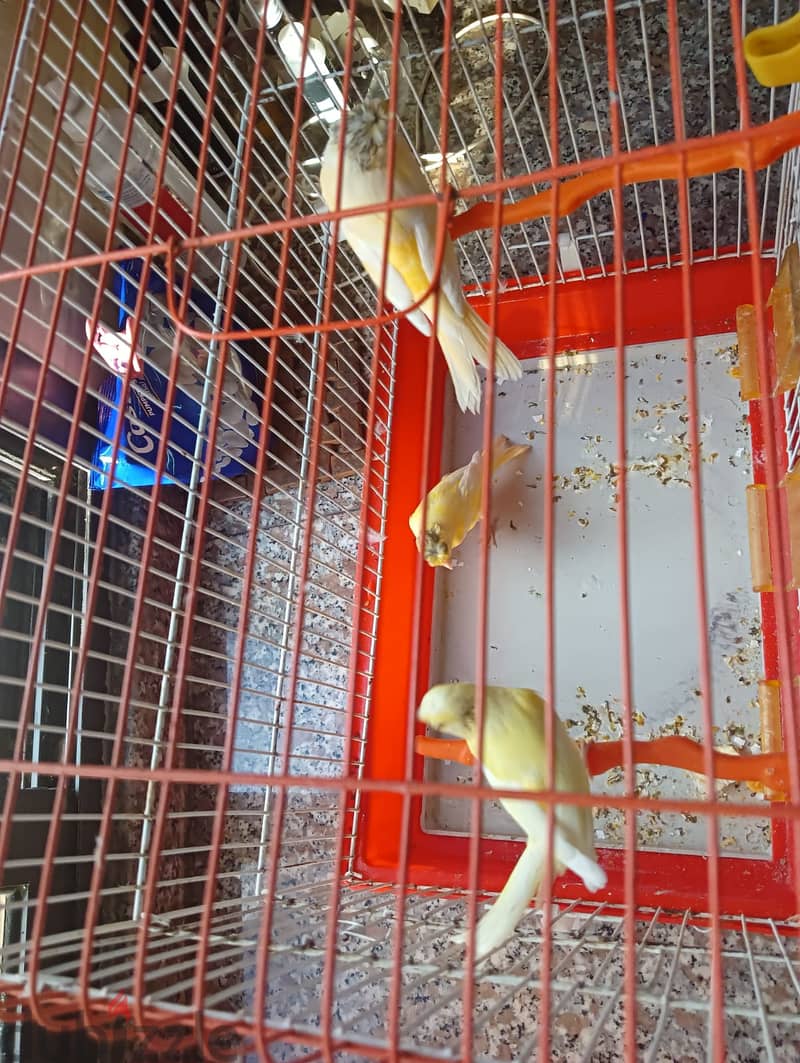 Canaries for sale 4