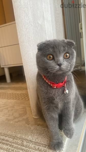 PURE SCOTTISH FOLD WITH ALL ACCESSORIES 2