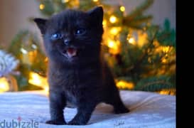 british shorthair cats male and female black and grey