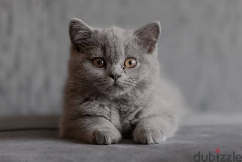british shorthair cats male and female black and grey 1