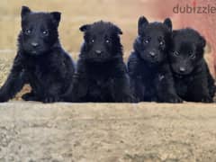 royal black puppies 0