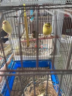 5 canard for sale male and femal and kids 0