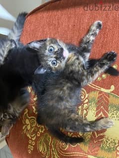 kitten for adoption 0
