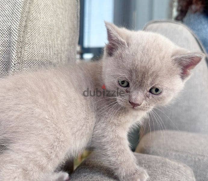 Pure Lilac British Shorthair Kitten 3