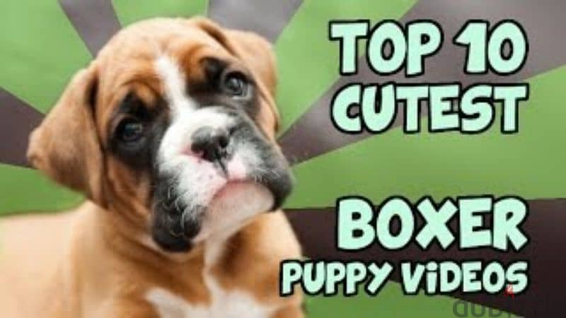 boxer puppys 4