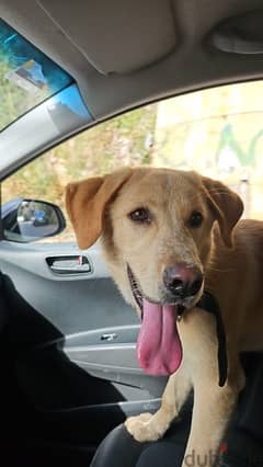 Urgent: Loving Home Needed for Abandoned LABRADOR PUPPY