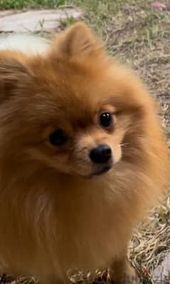 Pomeranian