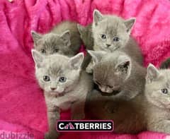 british shorthair kittens
