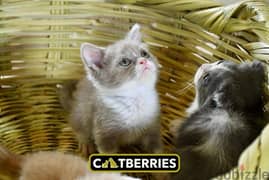 bi color british shorthair kittens