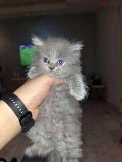 himalayian kittens