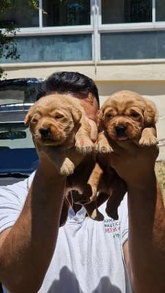 Bear face golden retriever