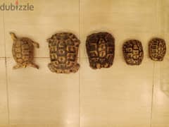 سلاحف turtles