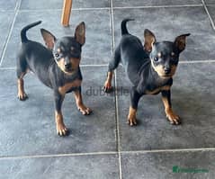 mini pinscher puppy