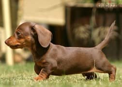 Dachshund