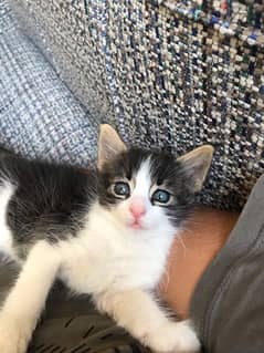 kittens for adoption