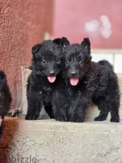 royal black puppies available