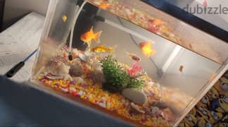 Golden Fish With aquarium