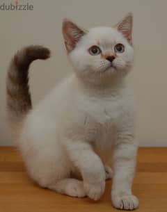 British shorthair kitten