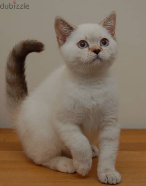 British shorthair kitten 0