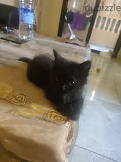 shirazi kitten fir sale 2 months old